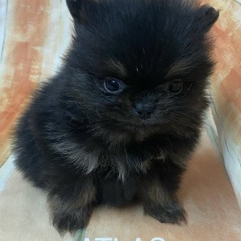 chiot Spitz allemand ATLAS spitz à réserver Domaine de la Chantelaie