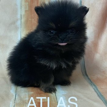 chiot Spitz allemand ATLAS spitz à réserver Domaine de la Chantelaie