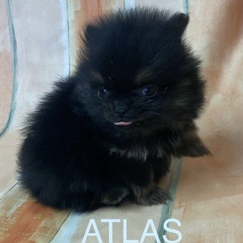 chiot Spitz allemand ATLAS spitz à réserver Domaine de la Chantelaie