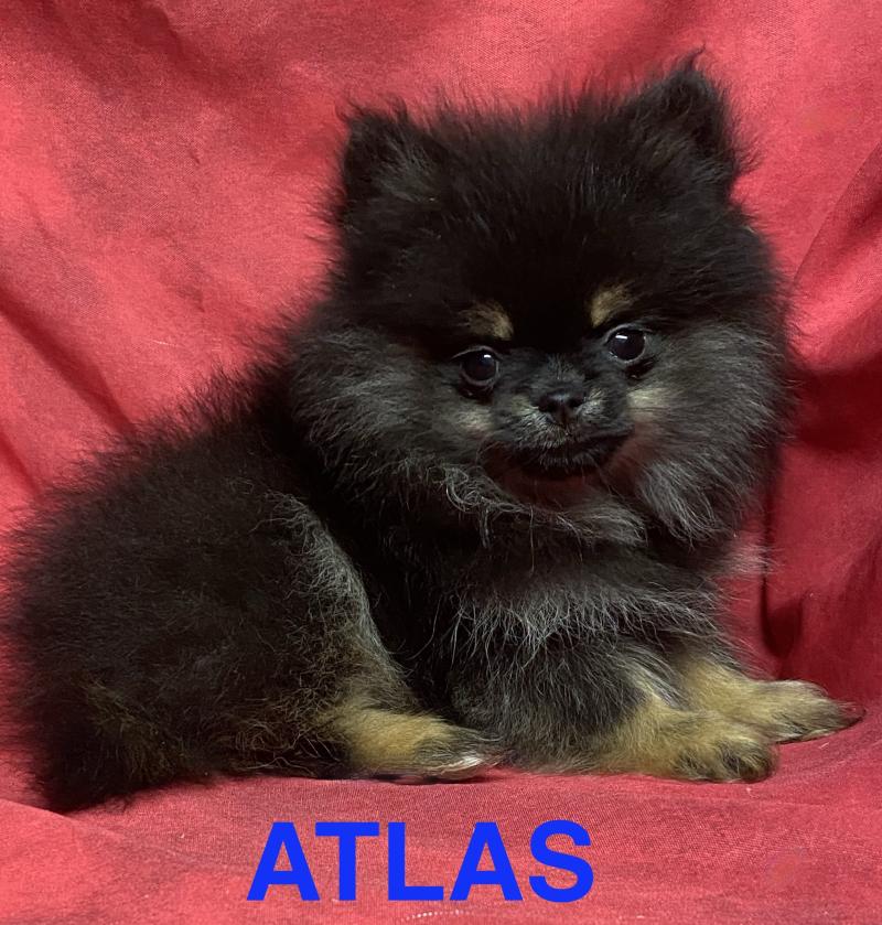 ATLAS spitz extra nain  à réserver Mâle Spitz allemand
