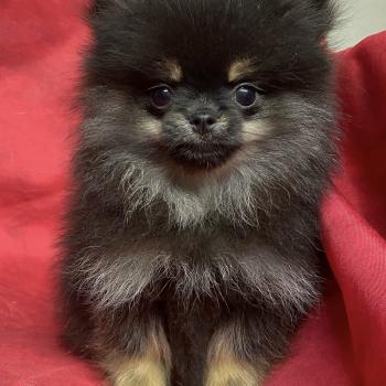 chiot Spitz allemand ATLAS spitz extra nain  à réserver Domaine de la Chantelaie