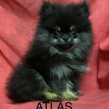 chiot Spitz allemand ATLAS spitz extra nain  à réserver Domaine de la Chantelaie