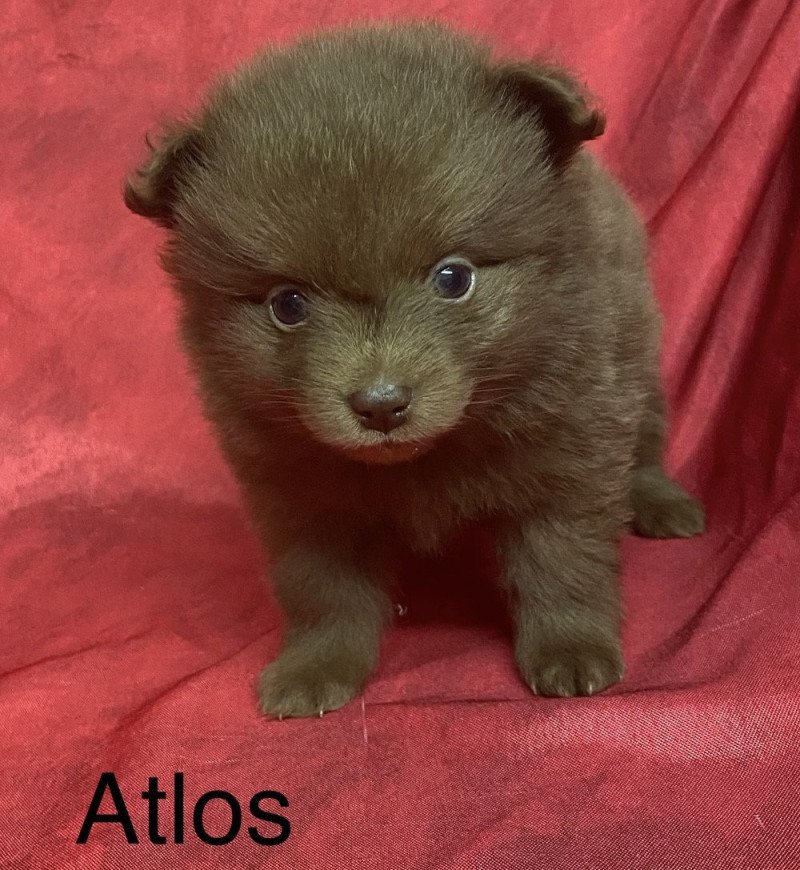 ATLOS spiz à réserver Mâle Spitz allemand