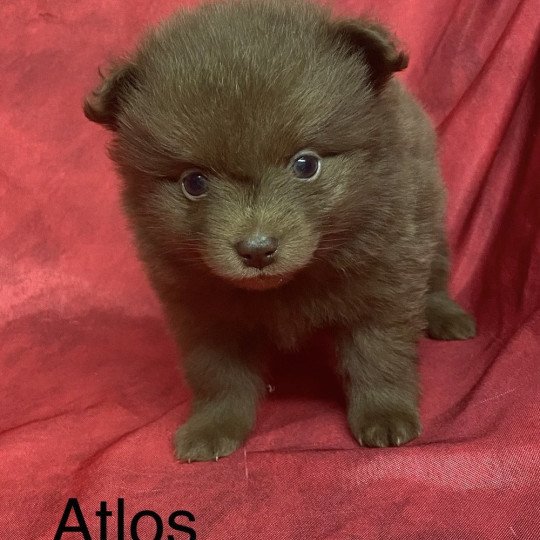 chiot Spitz allemand ATLOS spiz à réserver Domaine de la Chantelaie