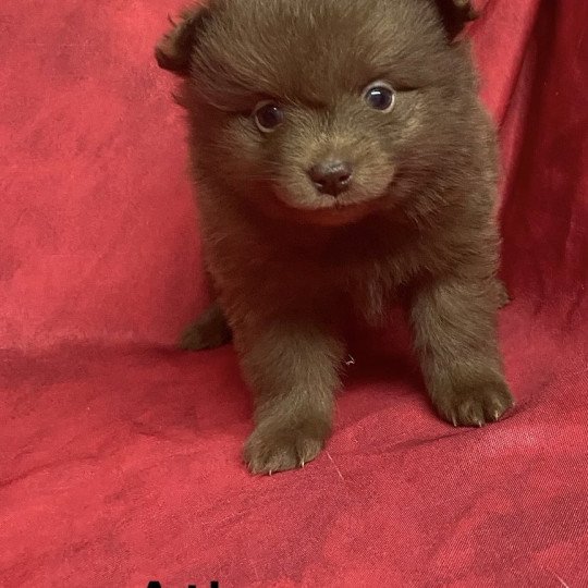 chiot Spitz allemand ATLOS spiz à réserver Domaine de la Chantelaie