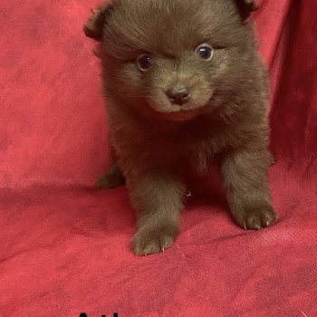 chiot Spitz allemand ATLOS spiz à réserver Domaine de la Chantelaie