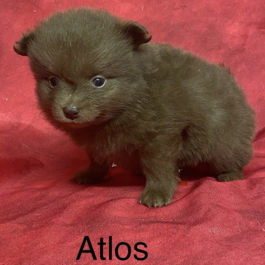 chiot Spitz allemand ATLOS spiz à réserver Domaine de la Chantelaie
