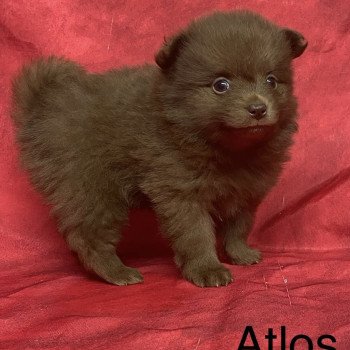 chiot Spitz allemand ATLOS spiz à réserver Domaine de la Chantelaie