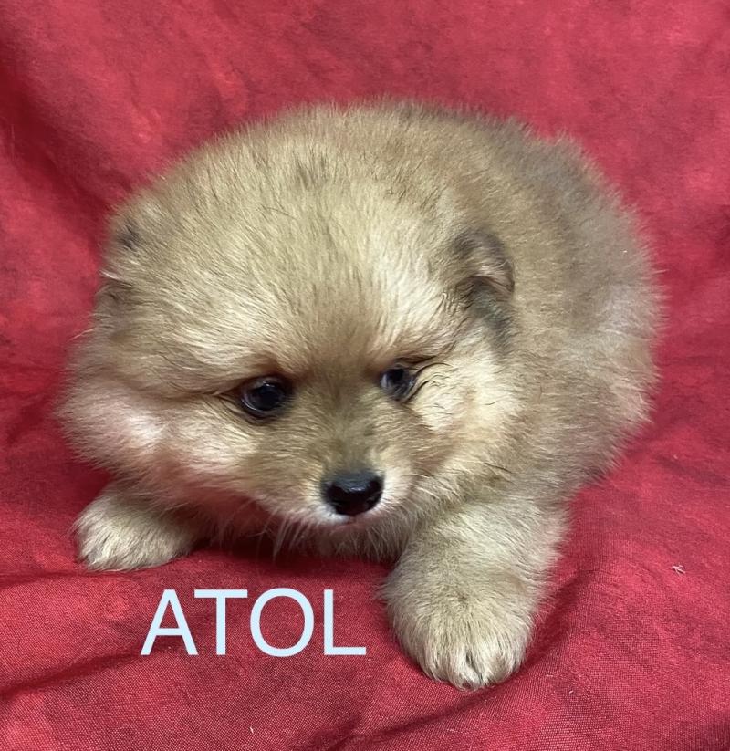 ATOL spitz Mâle Spitz allemand