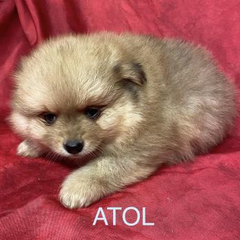 chiot Spitz allemand ATOL spitz à réserver Domaine de la Chantelaie