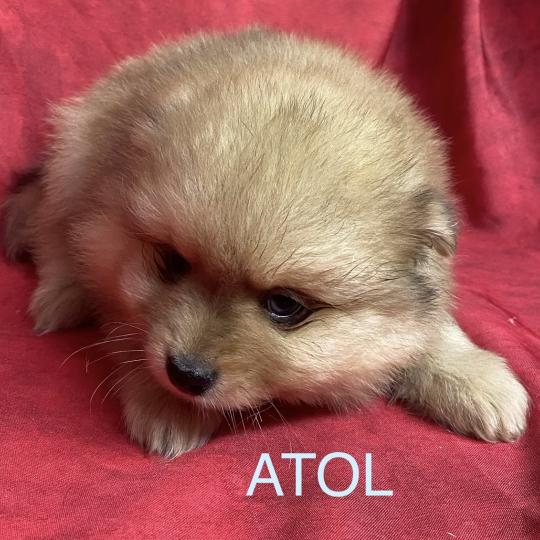 chiot Spitz allemand ATOL spitz à réserver Domaine de la Chantelaie