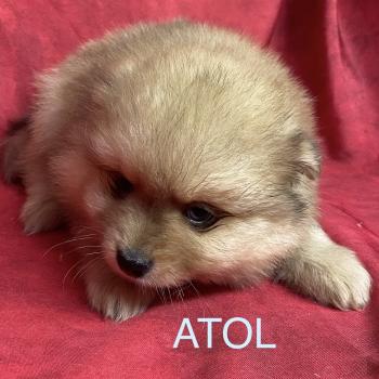 chiot Spitz allemand ATOL spitz à réserver Domaine de la Chantelaie