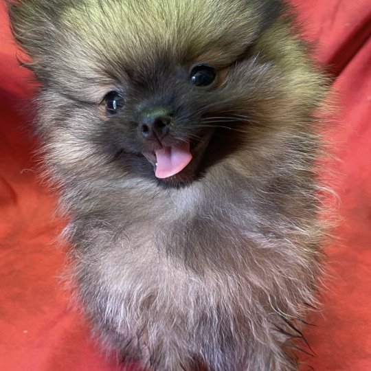 chiot Spitz allemand ATOLL spitz nain Domaine de la Chantelaie