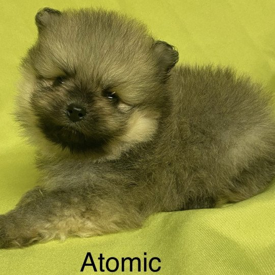 chiot Spitz allemand ATOMIC spitz à réserver Domaine de la Chantelaie