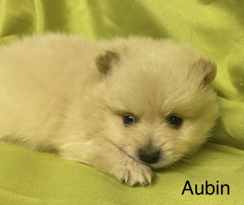 AUBIN spitz à réserver Mâle Spitz allemand
