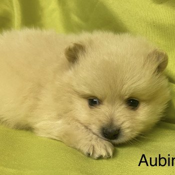 chiot Spitz allemand AUBIN spitz Domaine de la Chantelaie