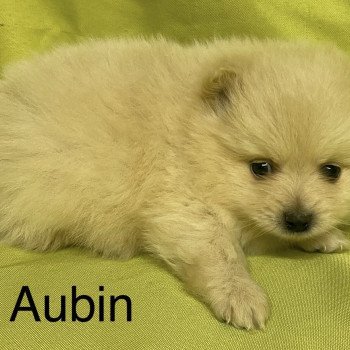 chiot Spitz allemand AUBIN spitz Domaine de la Chantelaie