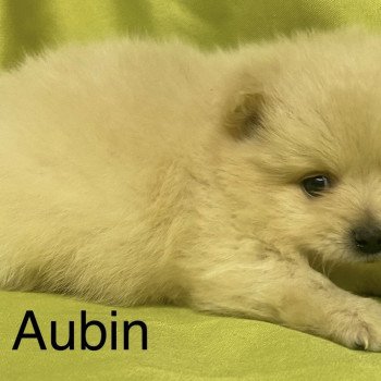 chiot Spitz allemand AUBIN spitz Domaine de la Chantelaie