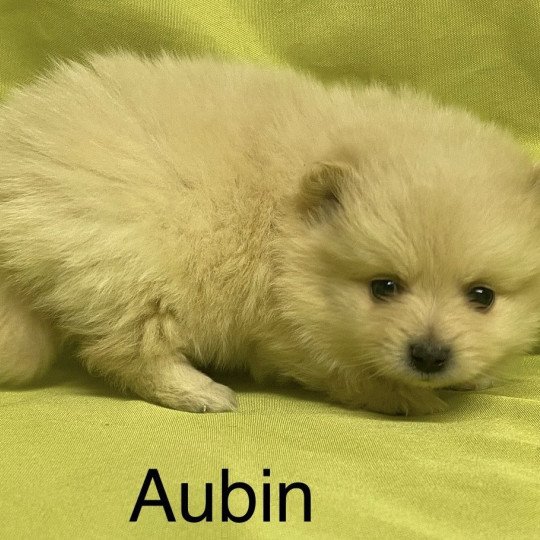 chiot Spitz allemand AUBIN spitz Domaine de la Chantelaie