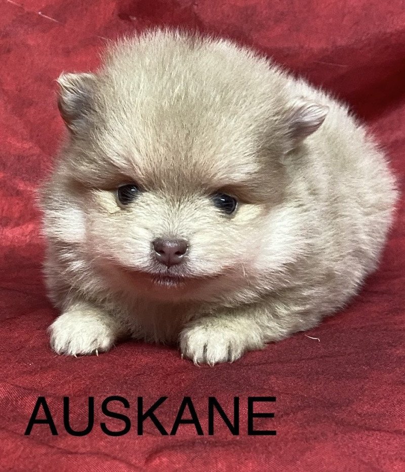 AUSKANE spitz à réserver Femelle Spitz allemand