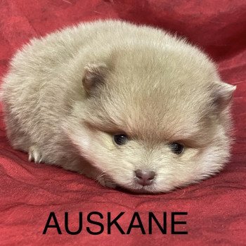 chiot Spitz allemand AUSKANE spitz à réserver Domaine de la Chantelaie