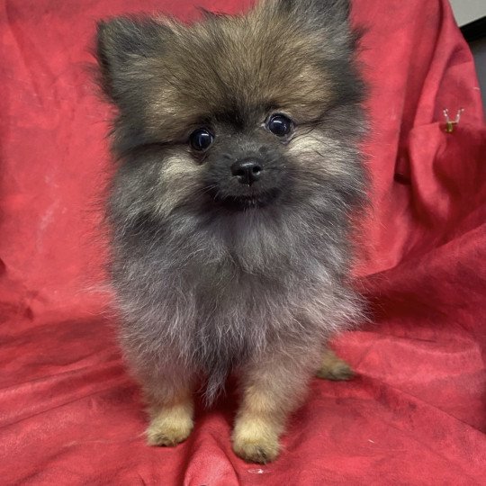 chiot Spitz allemand AUSTIN spitz nain Domaine de la Chantelaie