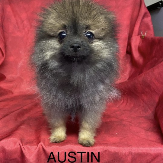chiot Spitz allemand AUSTIN spitz nain Domaine de la Chantelaie