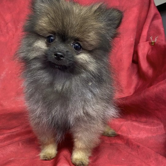 chiot Spitz allemand AUSTIN spitz nain Domaine de la Chantelaie