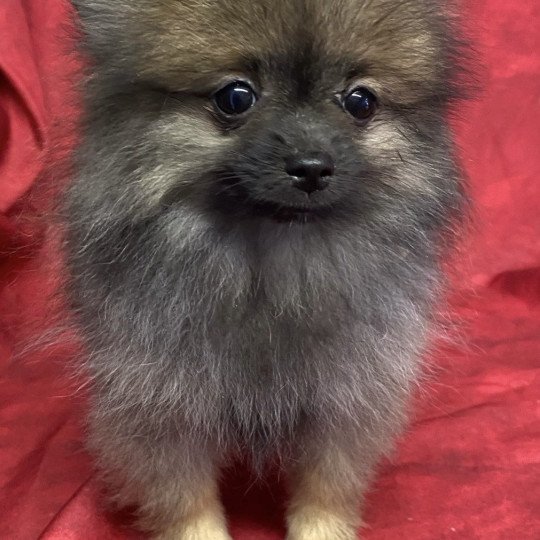 chiot Spitz allemand AUSTIN spitz nain Domaine de la Chantelaie