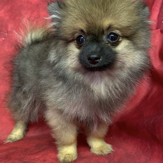 chiot Spitz allemand AUXY spitz nain Domaine de la Chantelaie