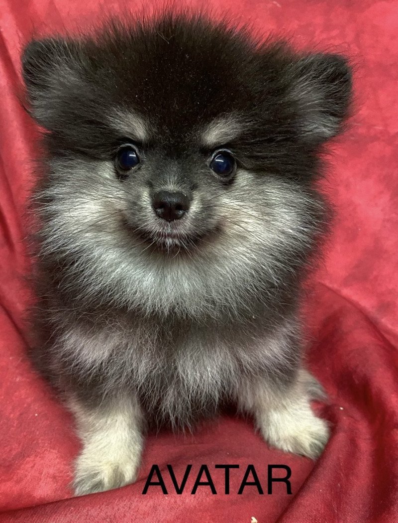AVATAR spitz nain Mâle Spitz allemand