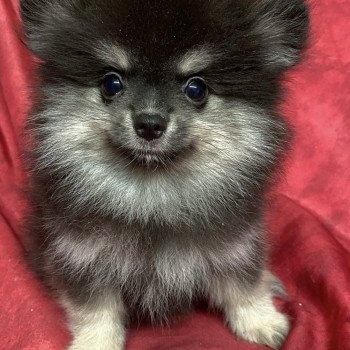 chiot Spitz allemand AVATAR spitz nain Domaine de la Chantelaie