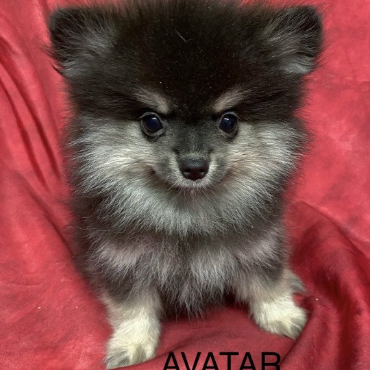 chiot Spitz allemand AVATAR spitz nain Domaine de la Chantelaie