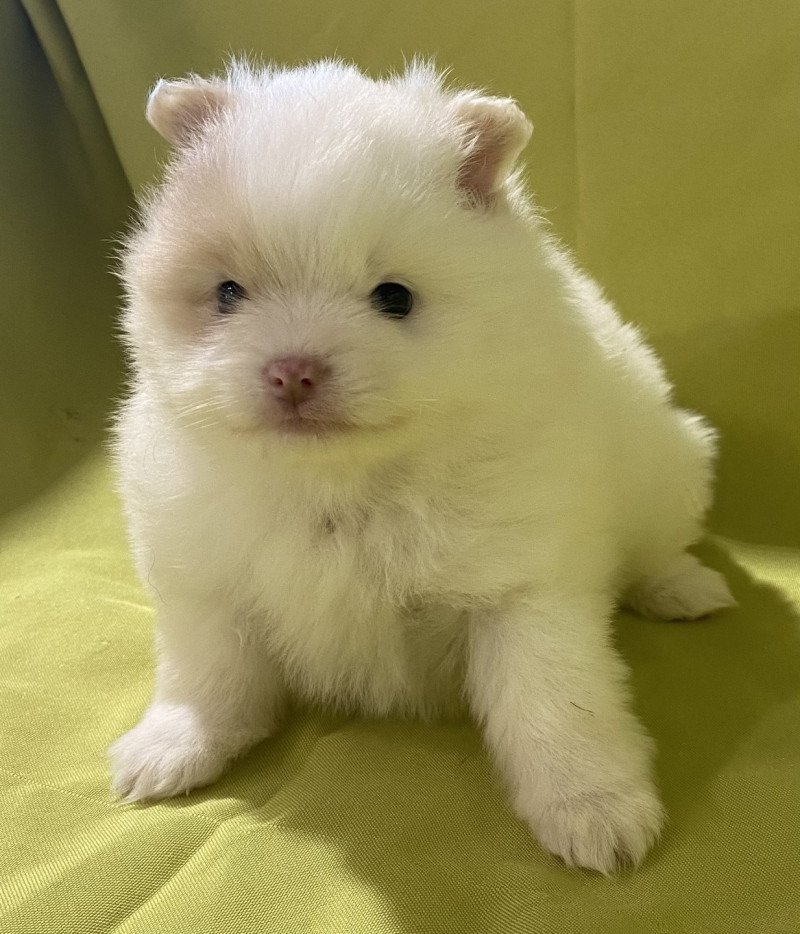 AVÉLA spitz nain Mâle Spitz allemand