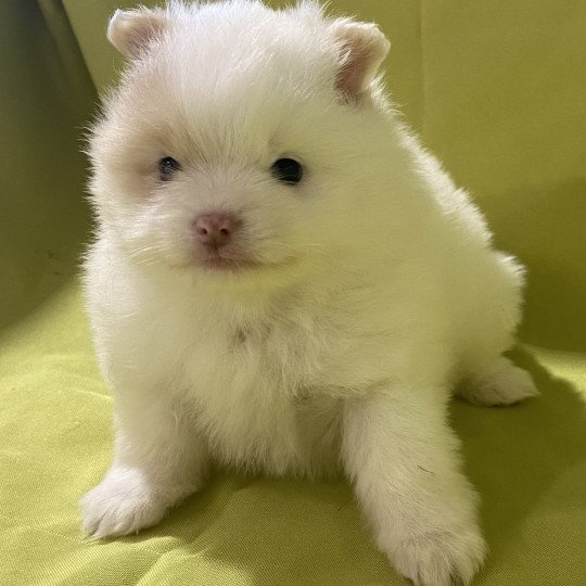 chiot Spitz allemand AVÉLA spitz nain Domaine de la Chantelaie