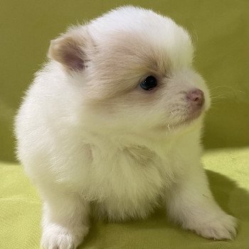chiot Spitz allemand AVÉLA spitz nain Domaine de la Chantelaie
