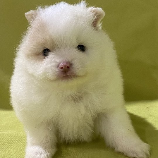 chiot Spitz allemand AVÉLA spitz nain Domaine de la Chantelaie