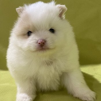 chiot Spitz allemand AVÉLA spitz nain Domaine de la Chantelaie