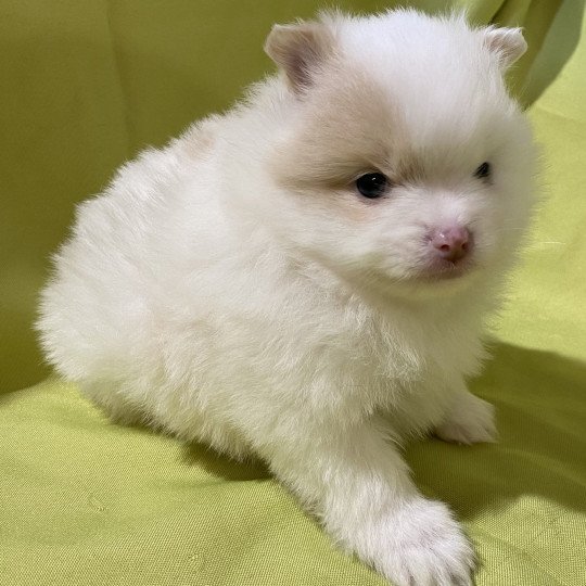 chiot Spitz allemand AVÉLA spitz nain Domaine de la Chantelaie