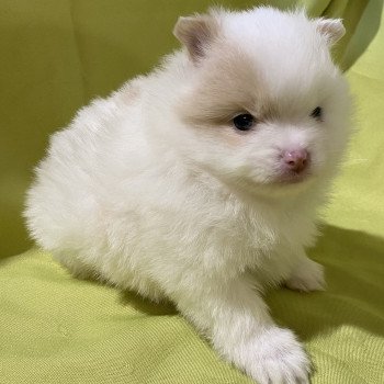 chiot Spitz allemand AVÉLA spitz nain Domaine de la Chantelaie