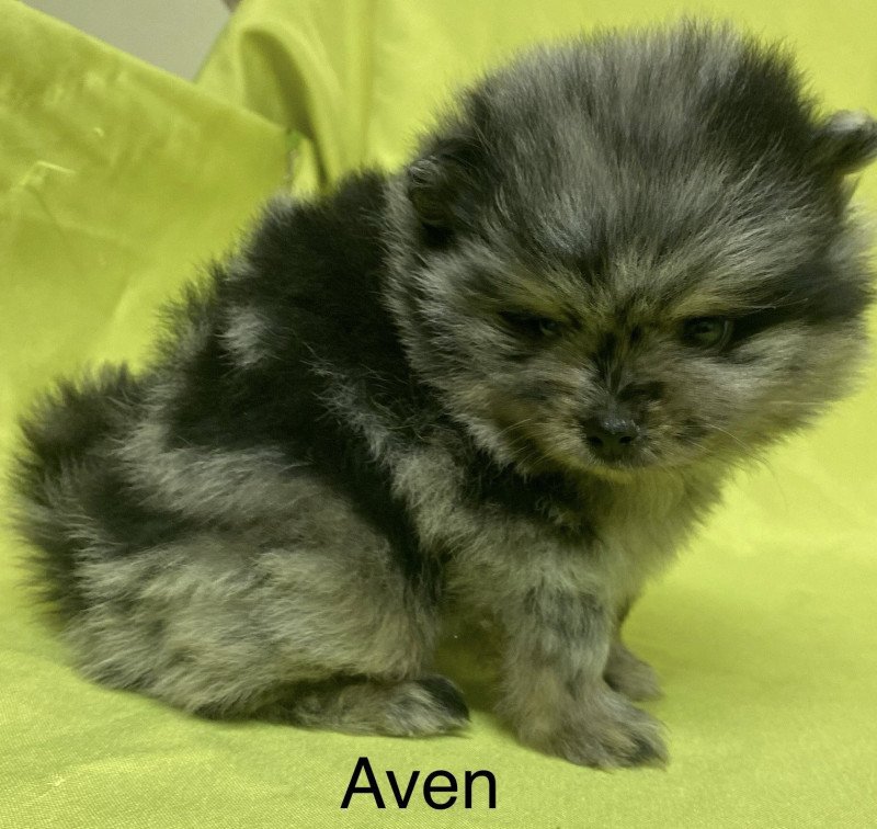 AVEN spiitz à réserver Mâle Spitz allemand