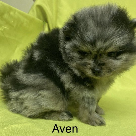 chiot Spitz allemand AVEN spiitz à réserver Domaine de la Chantelaie