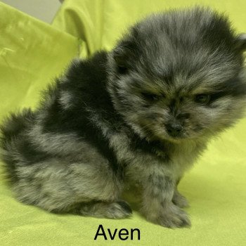 chiot Spitz allemand AVEN spiitz à réserver Domaine de la Chantelaie