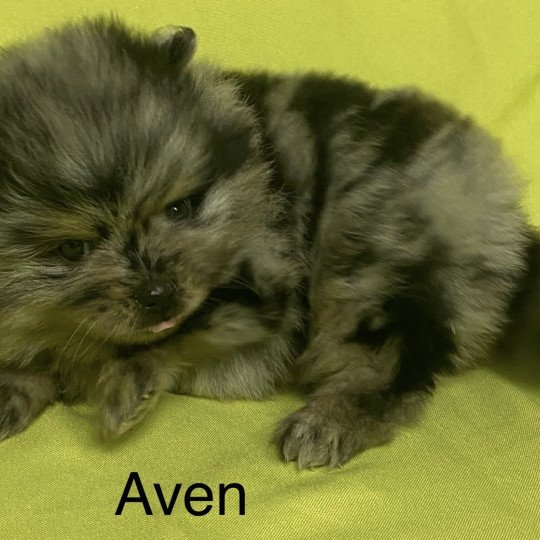 chiot Spitz allemand AVEN spiitz à réserver Domaine de la Chantelaie