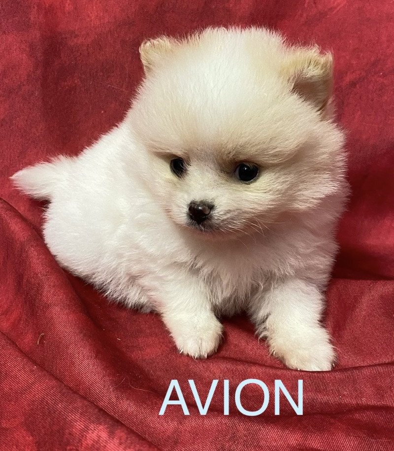 AVION spitz à réserver Mâle Spitz allemand AVION spitz à réserver Mâle Spitz allemand