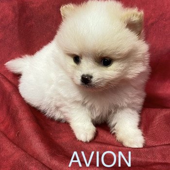chiot Spitz allemand AVIO spitz à réserver Domaine de la Chantelaie chiot Spitz allemand AVIO spitz à réserver Domaine de la Chantelaie
