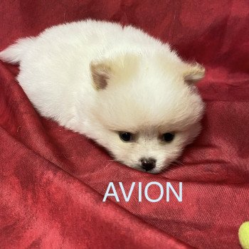 chiot Spitz allemand AVIO spitz à réserver Domaine de la Chantelaie chiot Spitz allemand AVIO spitz à réserver Domaine de la Chantelaie