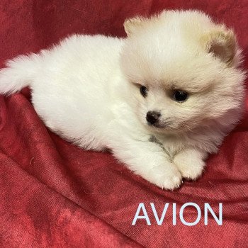 chiot Spitz allemand AVIO spitz à réserver Domaine de la Chantelaie chiot Spitz allemand AVIO spitz à réserver Domaine de la Chantelaie