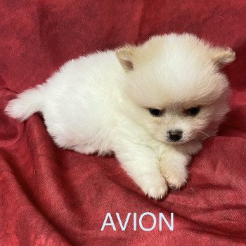 chiot Spitz allemand AVIO spitz à réserver Domaine de la Chantelaie chiot Spitz allemand AVIO spitz à réserver Domaine de la Chantelaie
