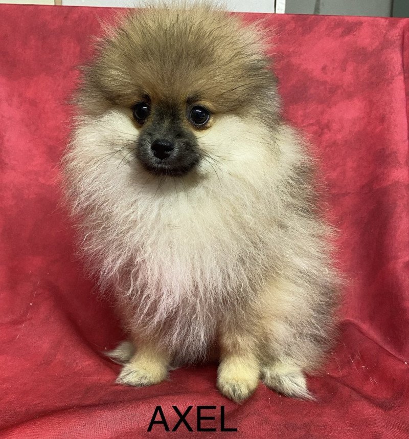 AXEL spitz nain et Poméranian Mâle Spitz allemand